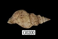 藏品(麗紋峨螺)的圖片